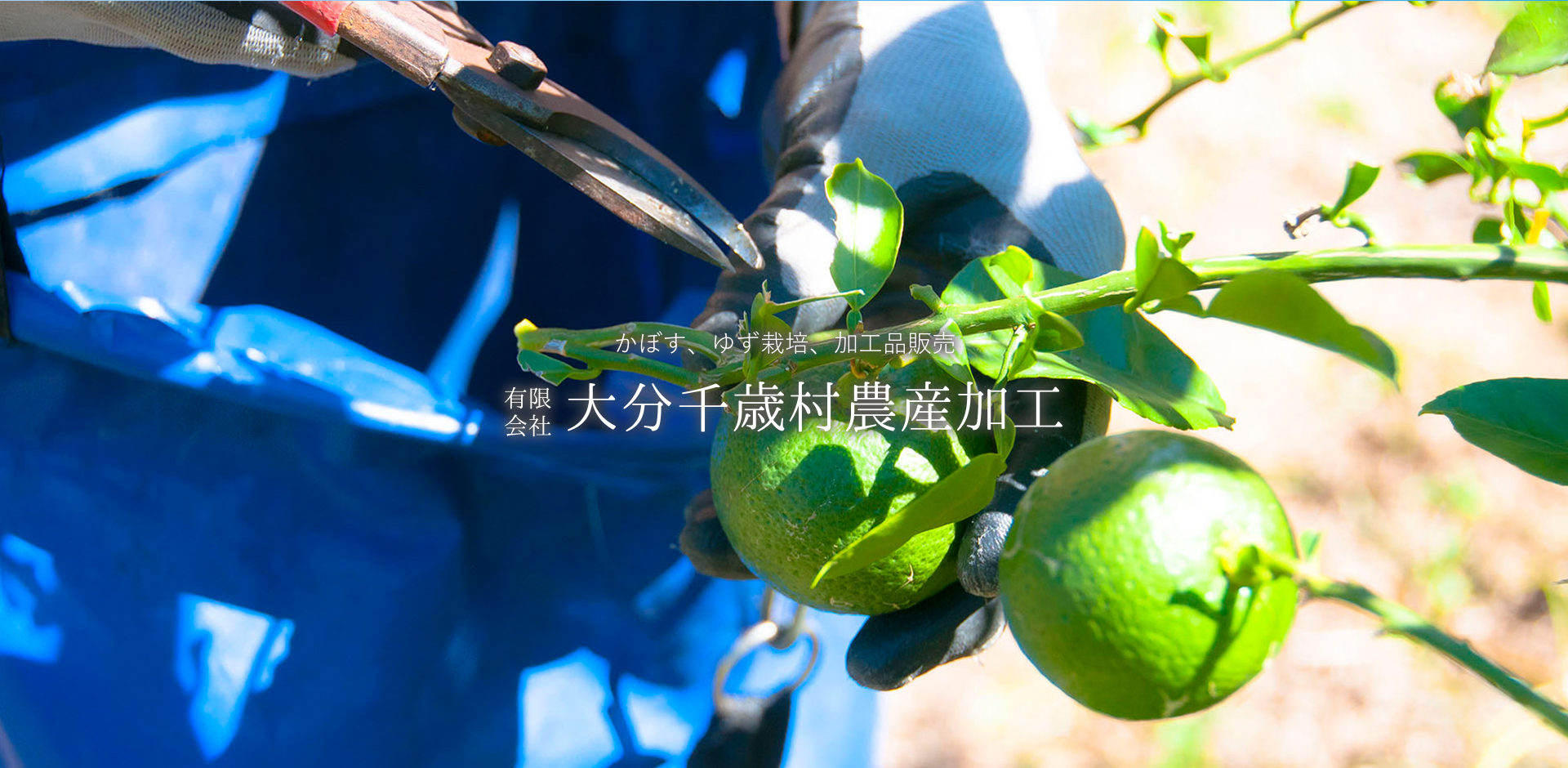 大分千歳村農産加工公式サイト